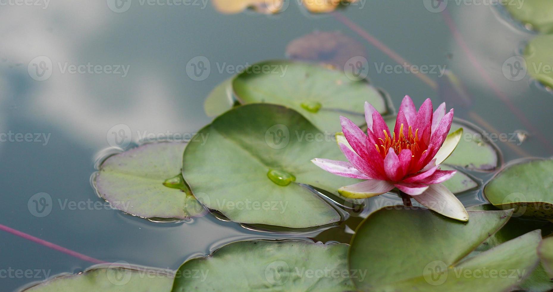 Pink water water lily with green water lilies or lotus flower Perry's in garden pond. Close-up of Nymphaea reflected on green water against sun. Flower landscape with copy space. Selective focus photo