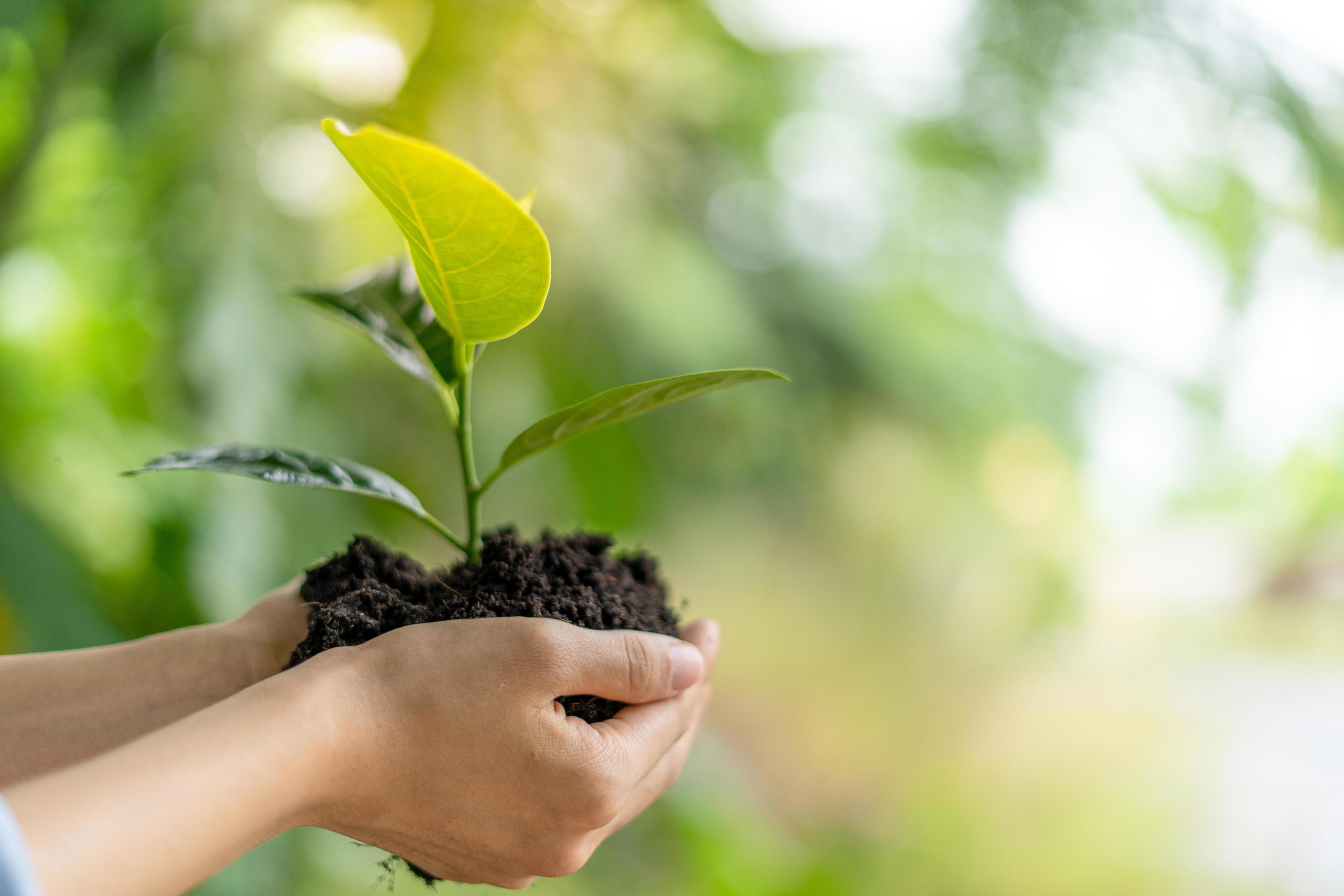Hand holding black soil and green sapling. Plant trees for good nature and environment. world