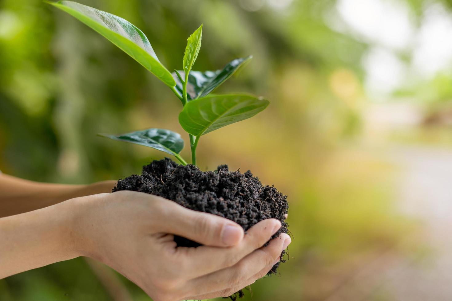 mano sosteniendo suelo negro y retoño verde. plantar árboles para la buena naturaleza y el medio ambiente. día Mundial del Medio Ambiente foto