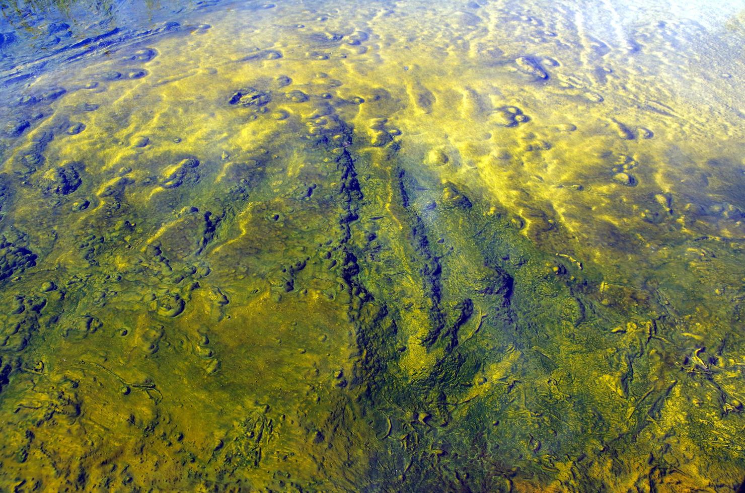 green moss in water photo
