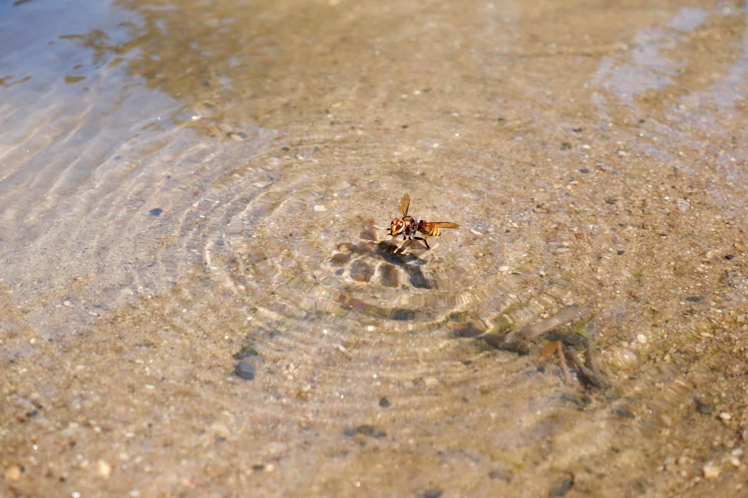insects fall in water photo