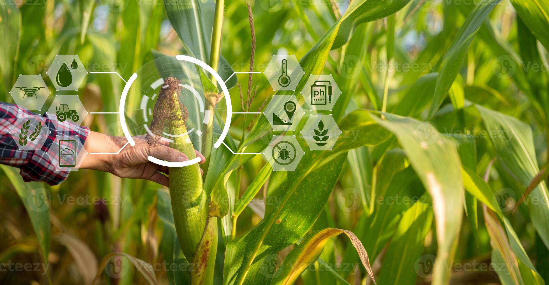 Farmer in corn field using digital tablet for smart farming. Innovation technology for smart farm system, Agriculture management. Concept of smart farming modern agricultural business. photo