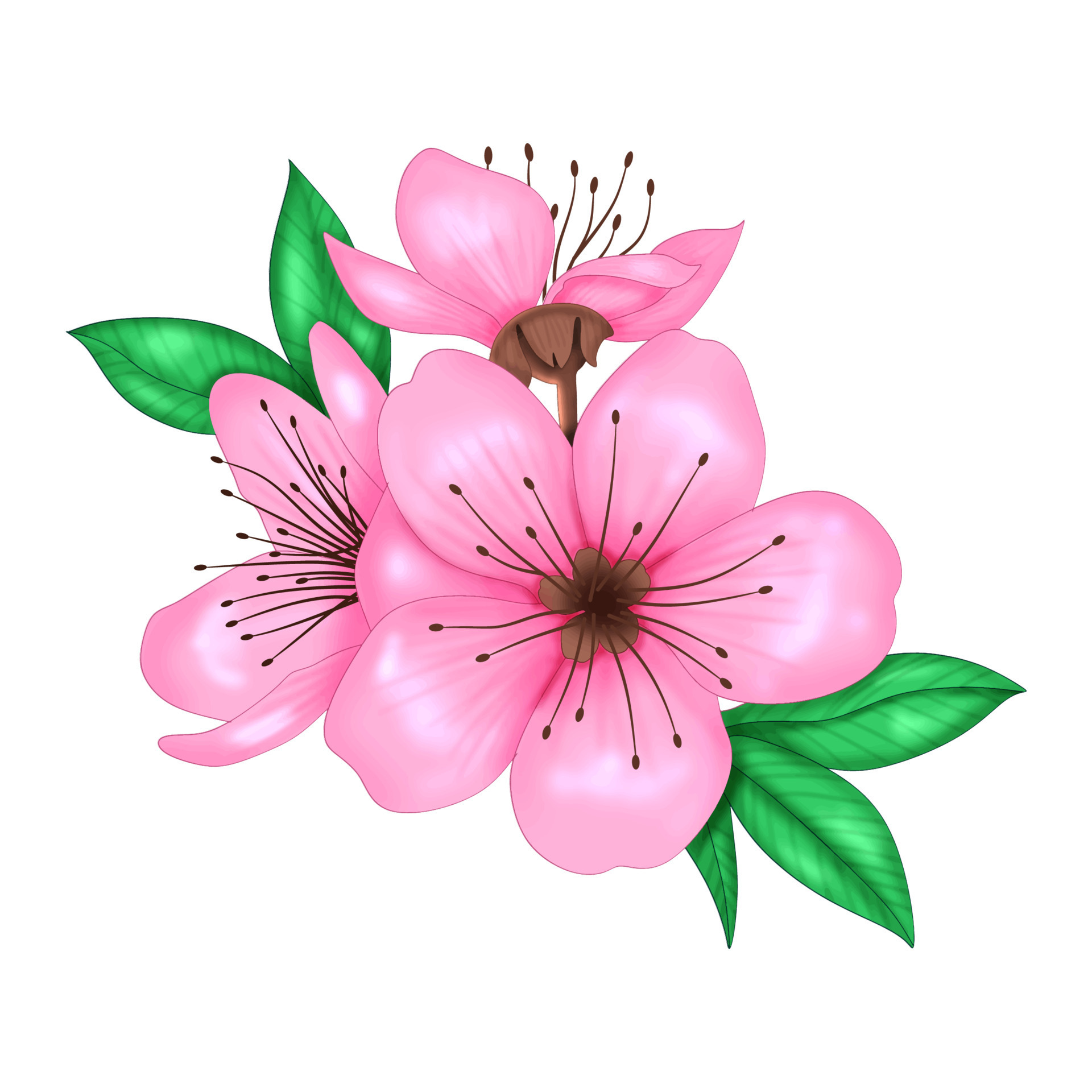 Spring Sakura cherry blooming flowers bouquet. Isolated realistic pink ...