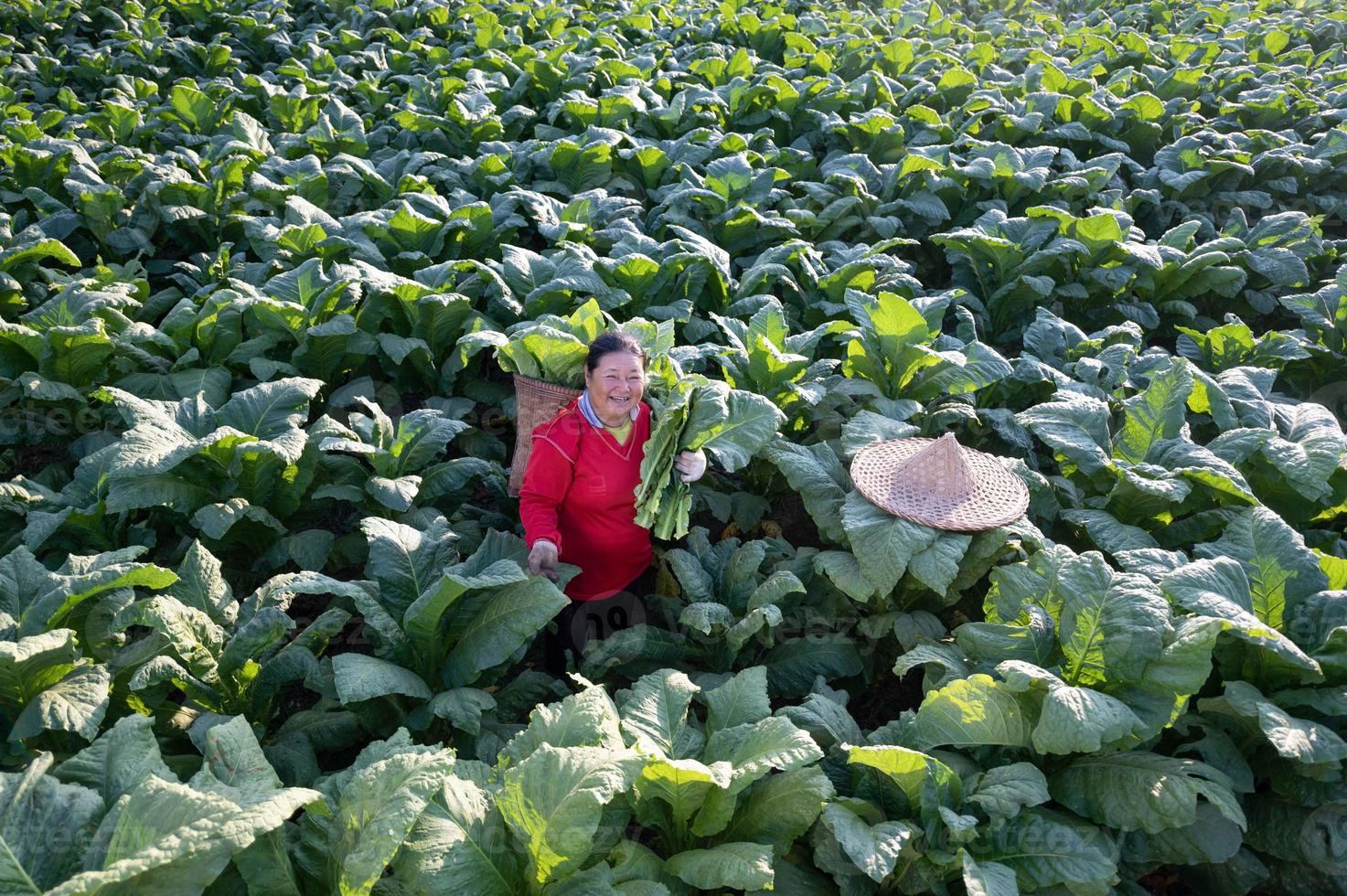 Old lady harvesting tobacco leaves in the harvest season Farmers collecting tobacco leaves Farmers are planting tobacco in the tobacco fields grown in Thailand photo