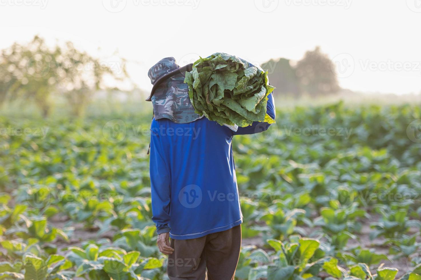 agricultura cosechando hojas de tabaco en la temporada de cosecha granjero mayor recoge hojas de tabaco los agricultores están cultivando tabaco en los campos de tabaco que crecen en tailandia vietnam foto