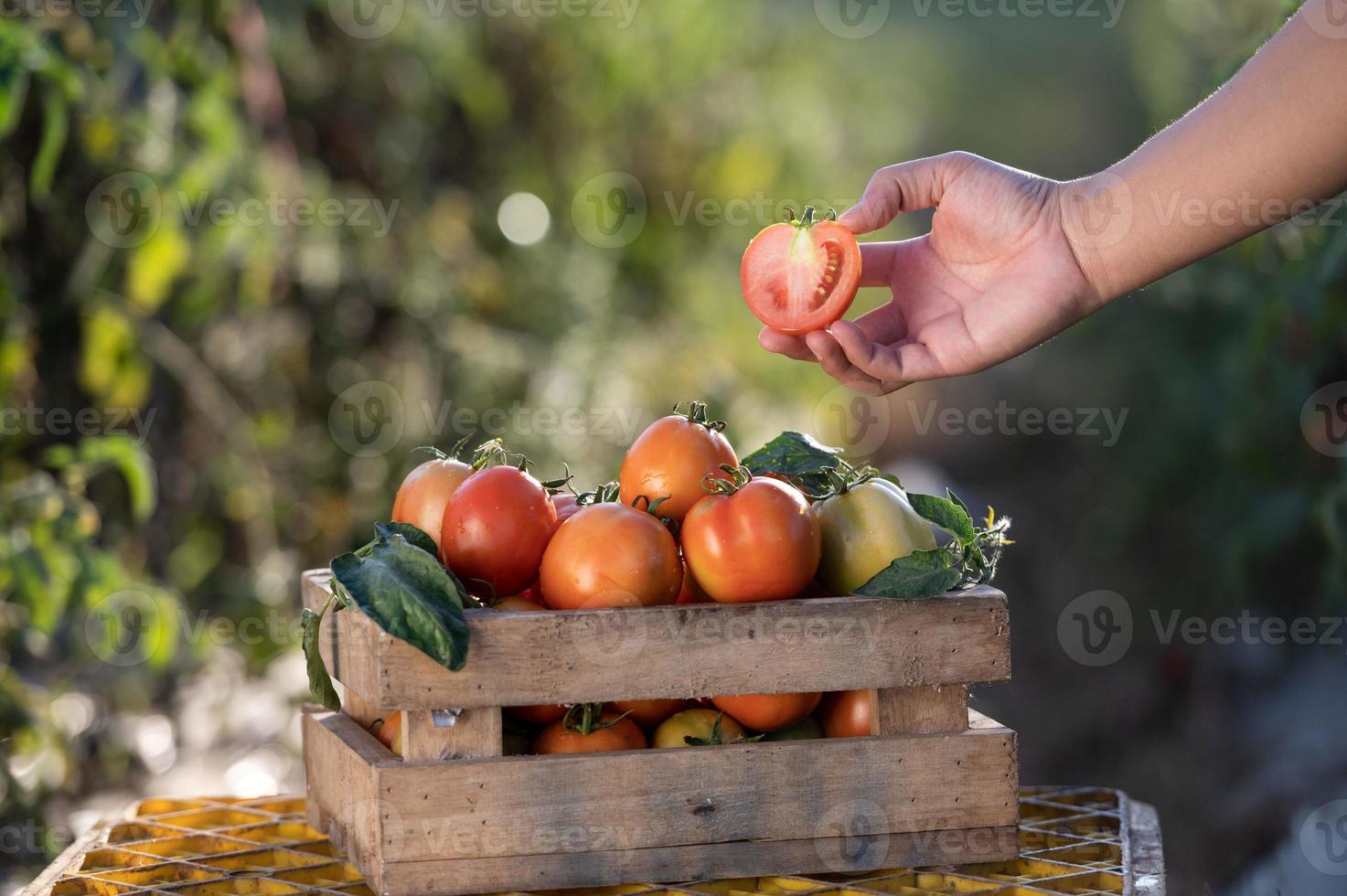 Farmers harvesting tomatoes in wooden boxes with green leaves and flowers. Fresh tomatoes still life isolated on tomato farm background, organic farming top view photo