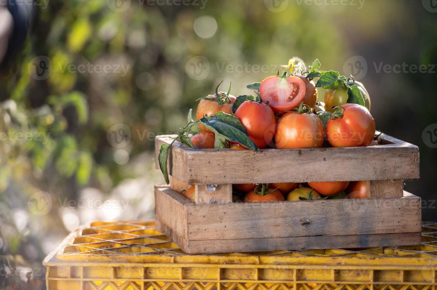 Farmers harvesting tomatoes in wooden boxes with green leaves and flowers. Fresh tomatoes still life isolated on tomato farm background, organic farming top view photo