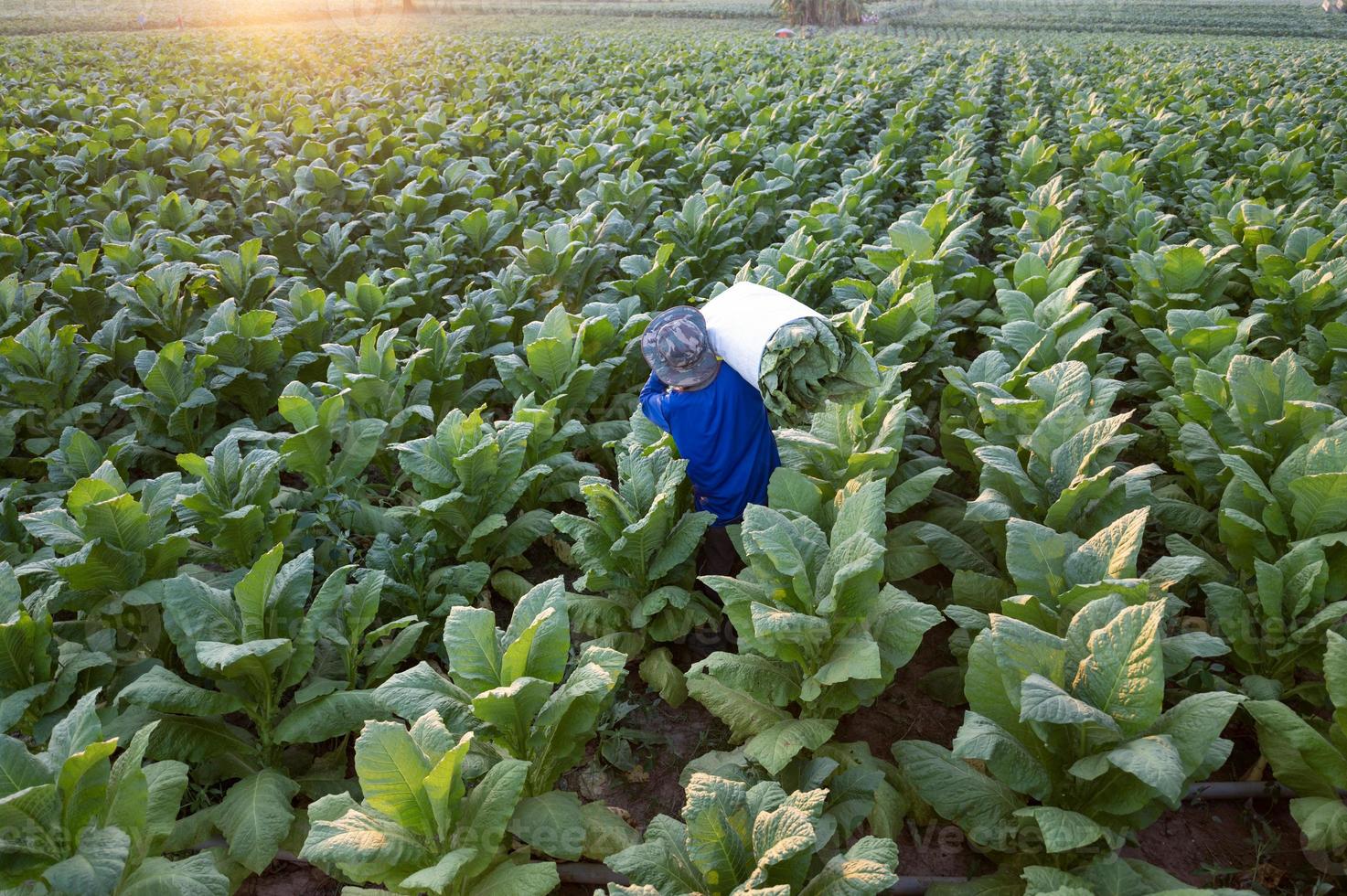 agricultura cosechando hojas de tabaco en la temporada de cosecha granjero mayor recoge hojas de tabaco los agricultores están cultivando tabaco en los campos de tabaco que crecen en tailandia vietnam foto