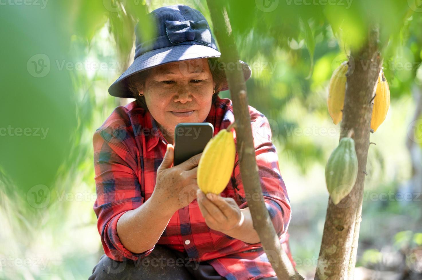Asian Farmer Looks Satisfied with Cocoa Beans from his Plantation, Female Farmer Mom Using Mobile Phone Picking Fresh Cocoa Fruits in Field photo