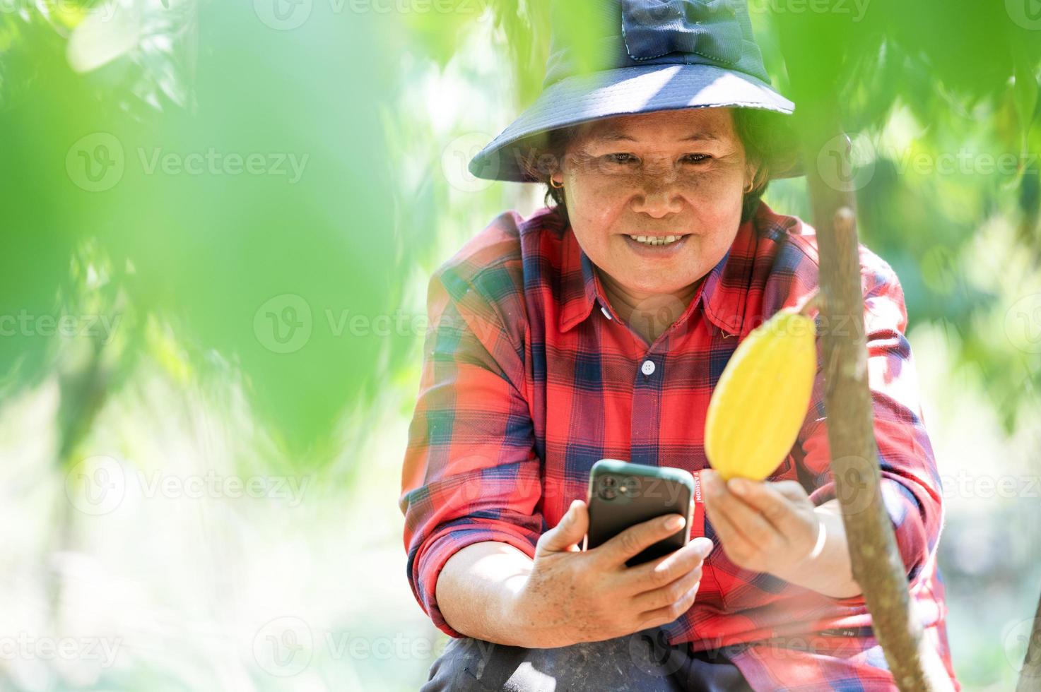 Asian Farmer Looks Satisfied with Cocoa Beans from his Plantation, Female Farmer Mom Using Mobile Phone Picking Fresh Cocoa Fruits in Field photo