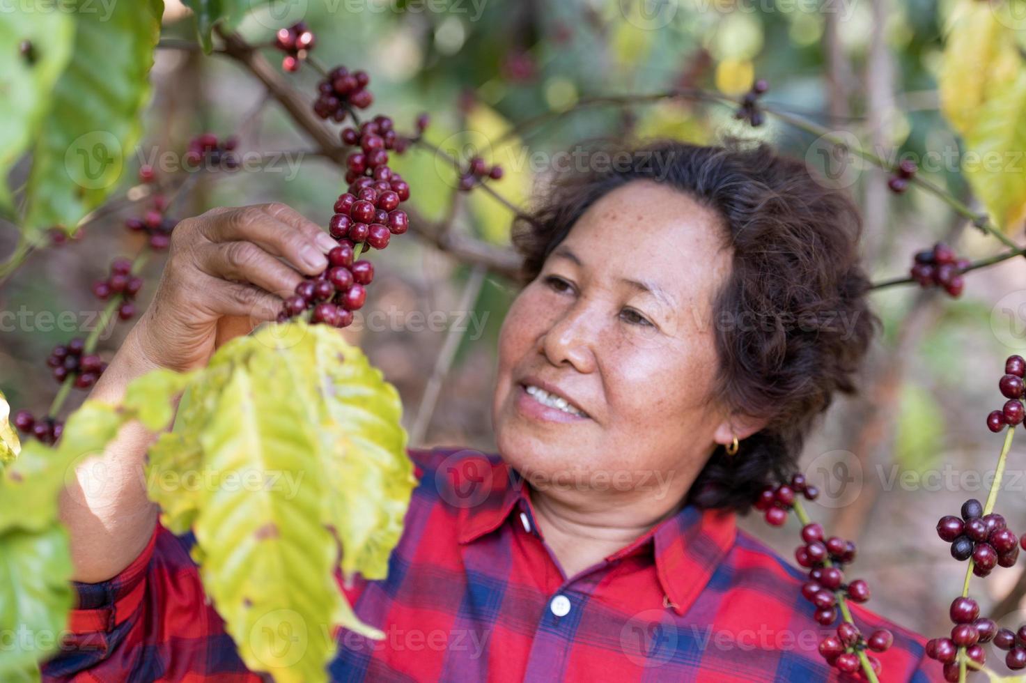 Arabica coffee berries by asian farmer hands Robusta and Arabica coffee berries by hand of Asian farmer Gia Lai, Vietnam photo