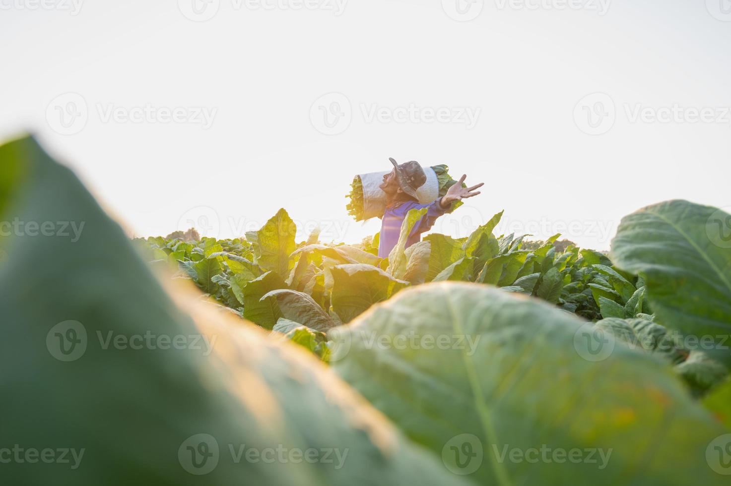 Agriculture harvesting tobacco leaves in the harvest season Senior farmer collects tobacco leaves Farmers are growing tobacco in the tobacco fields growing in Thailand Vietnam photo