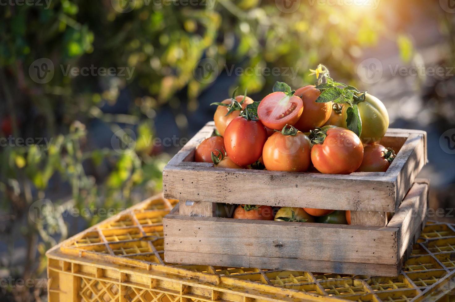 agricultores cosechando tomates en cajas de madera con hojas verdes y flores. Bodegón de tomates frescos aislado en el fondo de la granja de tomate, vista superior de agricultura orgánica foto