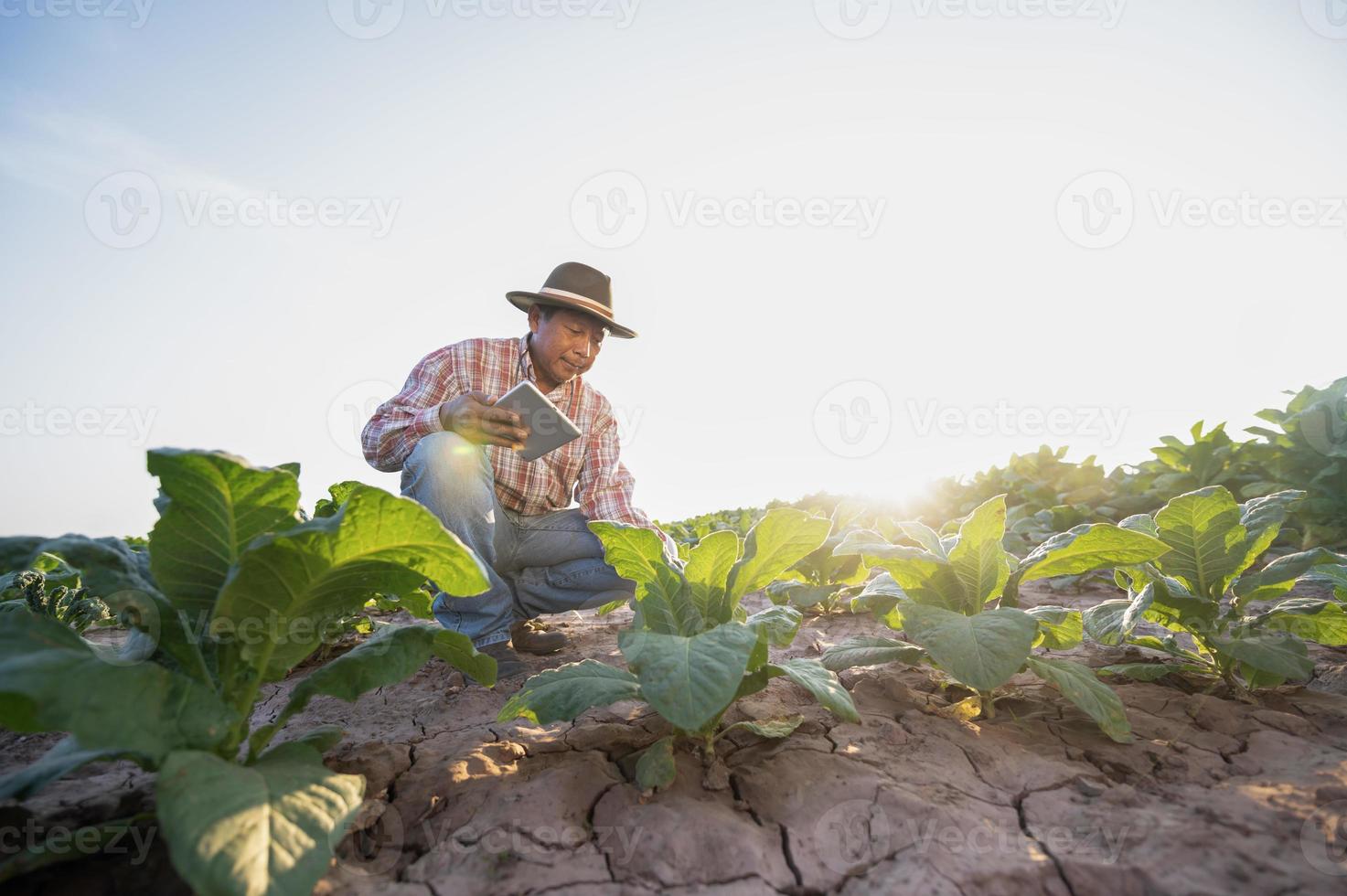 senior farmer concept Smart man using smartphone in tobacco plantation sunset light Application of modern technology in tobacco agriculture photo