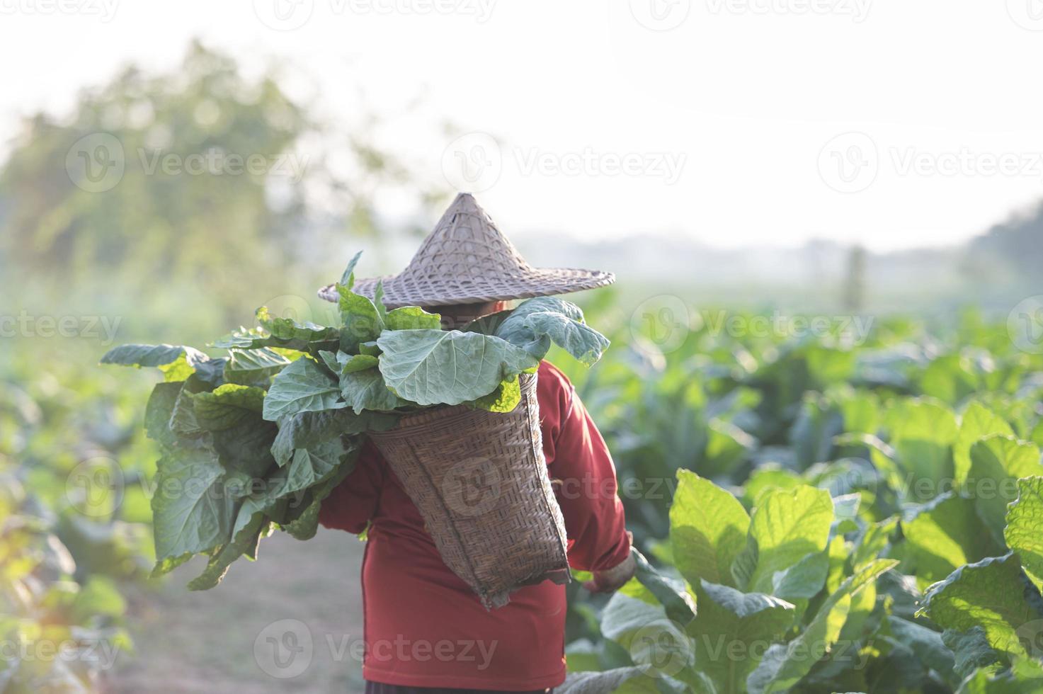 Old lady harvesting tobacco leaves in the harvest season Farmers collecting tobacco leaves Farmers are planting tobacco in the tobacco fields grown in Thailand photo