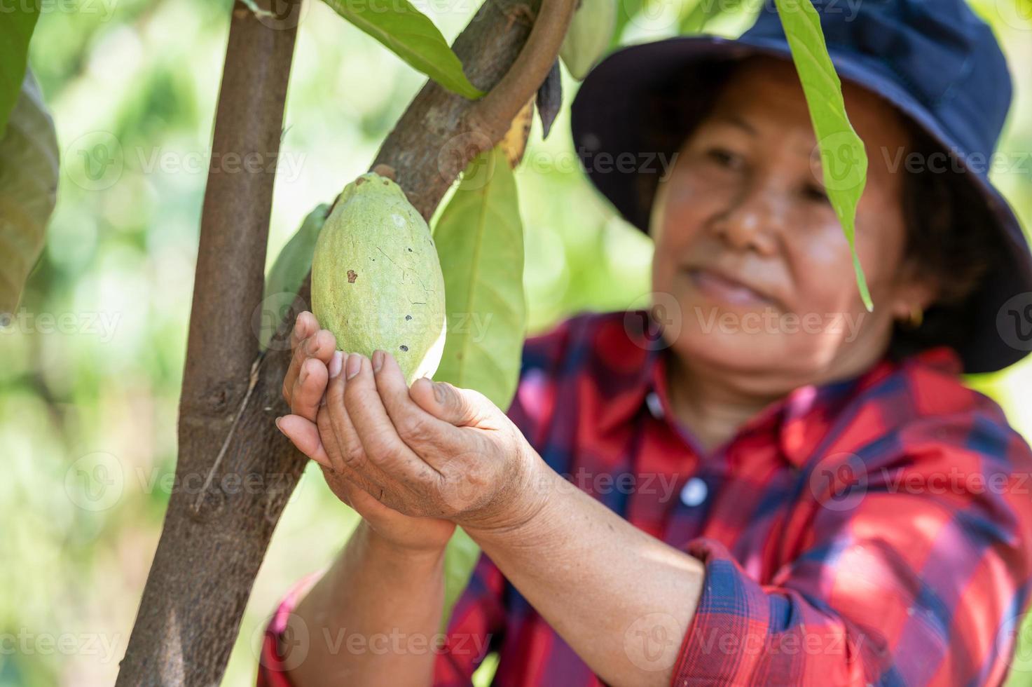 Asian Farmer Looks Satisfied with Cocoa Beans from his Plantation, Female Farmer Mom Using Mobile Phone Picking Fresh Cocoa Fruits in Field photo