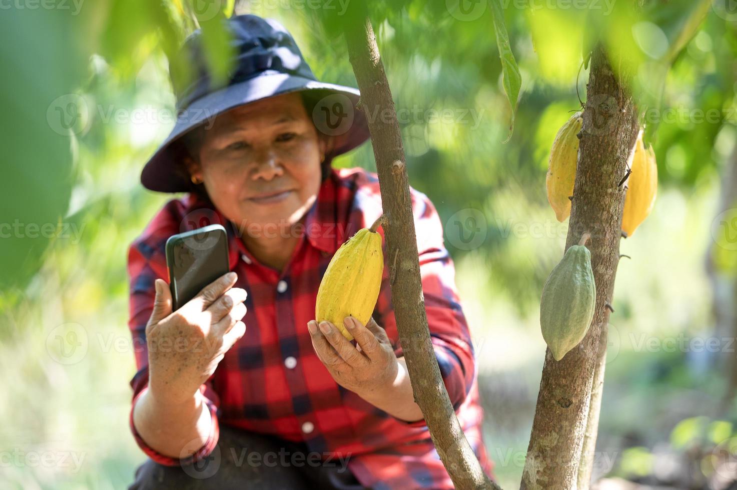 Asian Farmer Looks Satisfied with Cocoa Beans from his Plantation, Female Farmer Mom Using Mobile Phone Picking Fresh Cocoa Fruits in Field photo