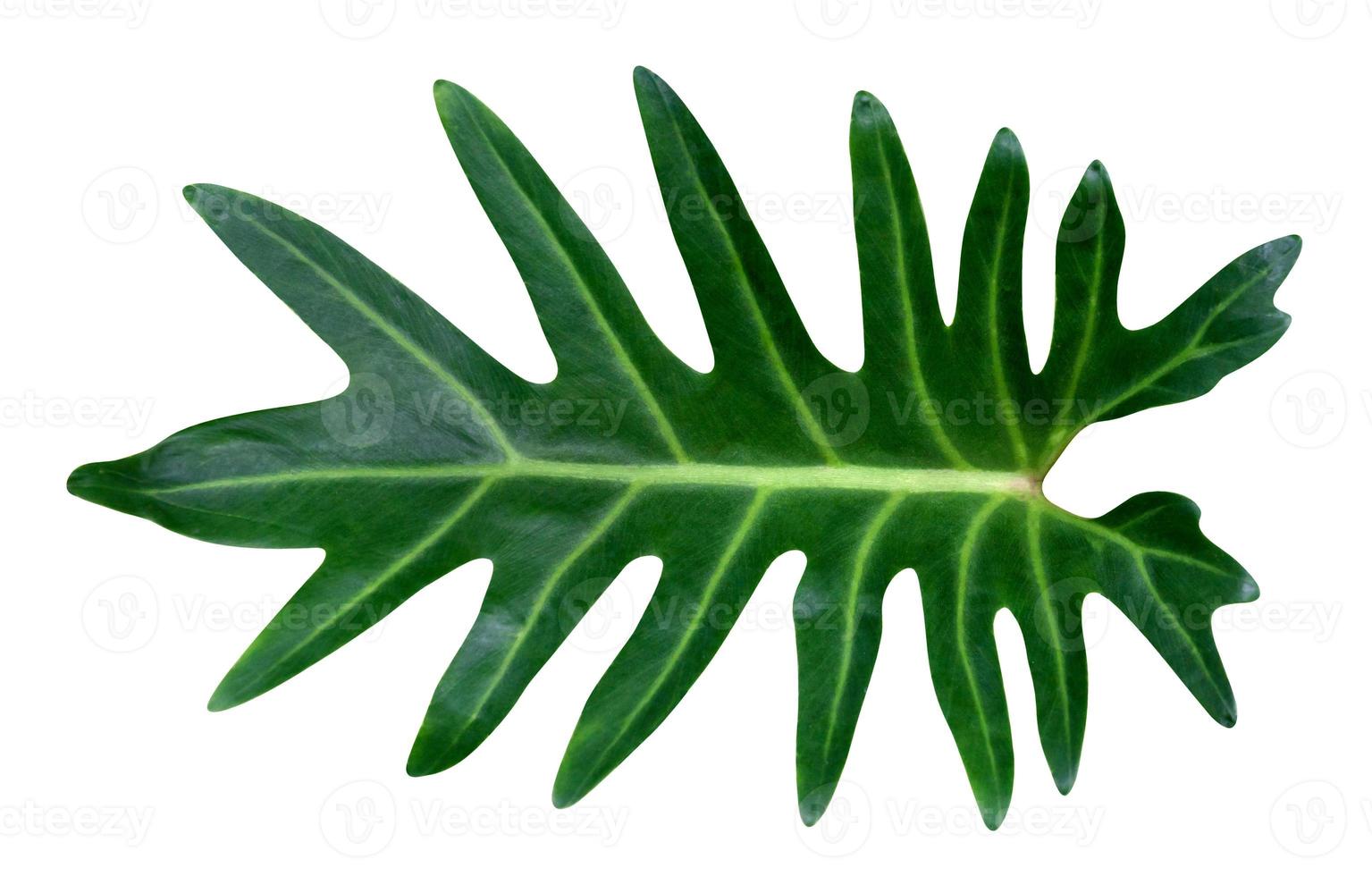 Green leaves pattern,leaf  philodendron xanadu isolated on white background,include clipping path photo