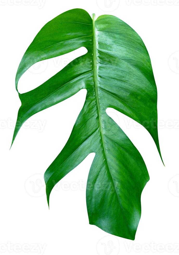 Green leaves pattern,leaf monstera isolated on white background,include clipping path photo