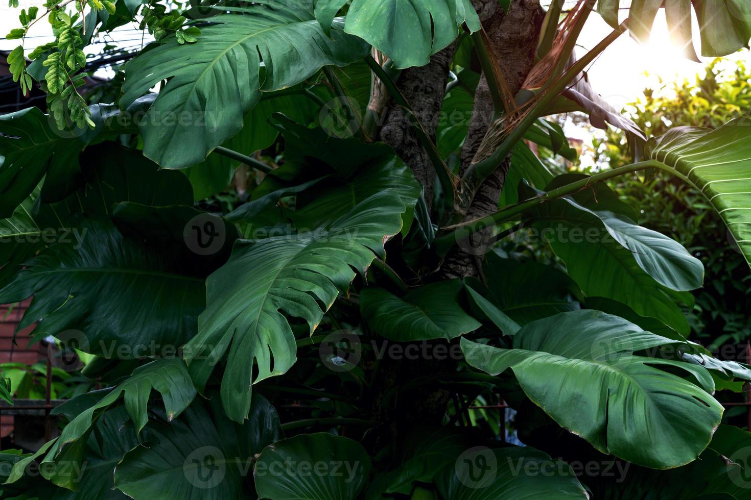 Green leaves pattern,leaf monstera in the forest for nature background photo