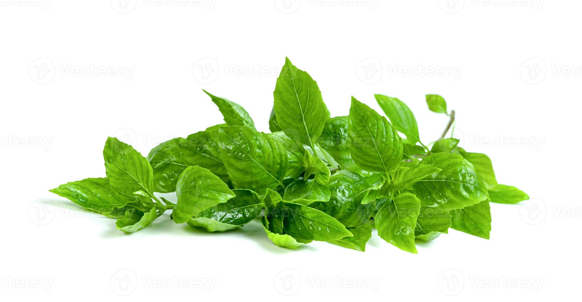 leaf  fresh basil isolated on white background ,Green leaves pattern photo