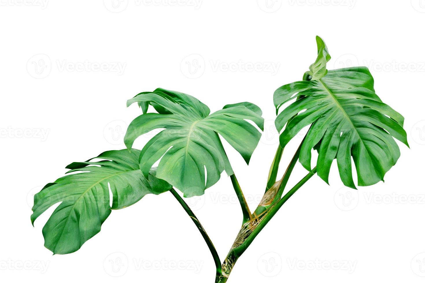 Green leaves pattern,monstera tree isolated on white background,include clipping path photo