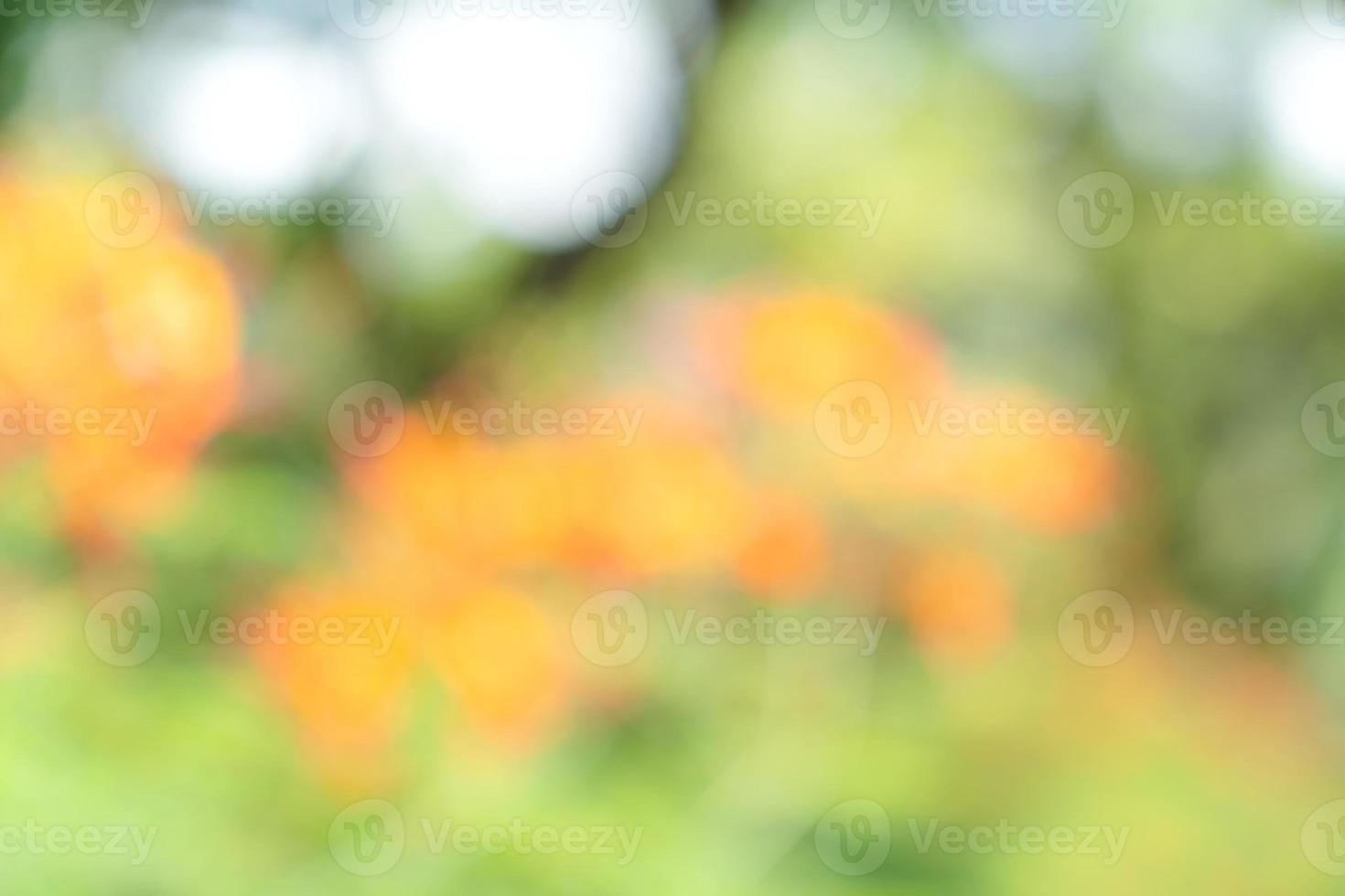natural orange green bokeh abstract background,blurred textured photo