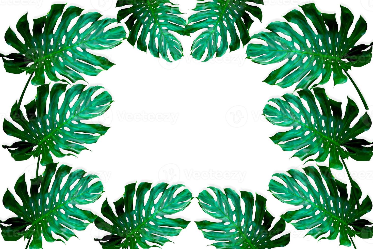 green monstera leaves pattern for nature concept,tropical leaf isolated on white background photo