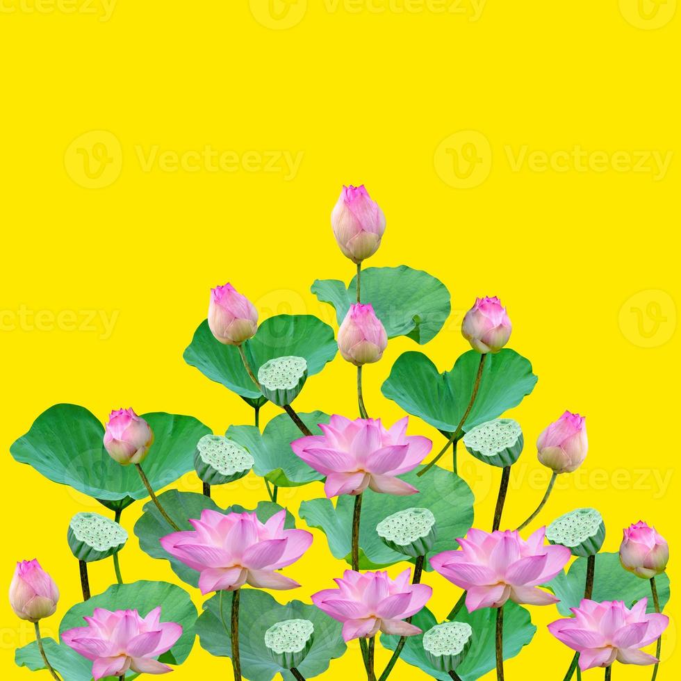 hermoso patrón de lirio de agua rosa violeta para el concepto de naturaleza, flor de loto y hojas verdes aisladas en fondo amarillo foto