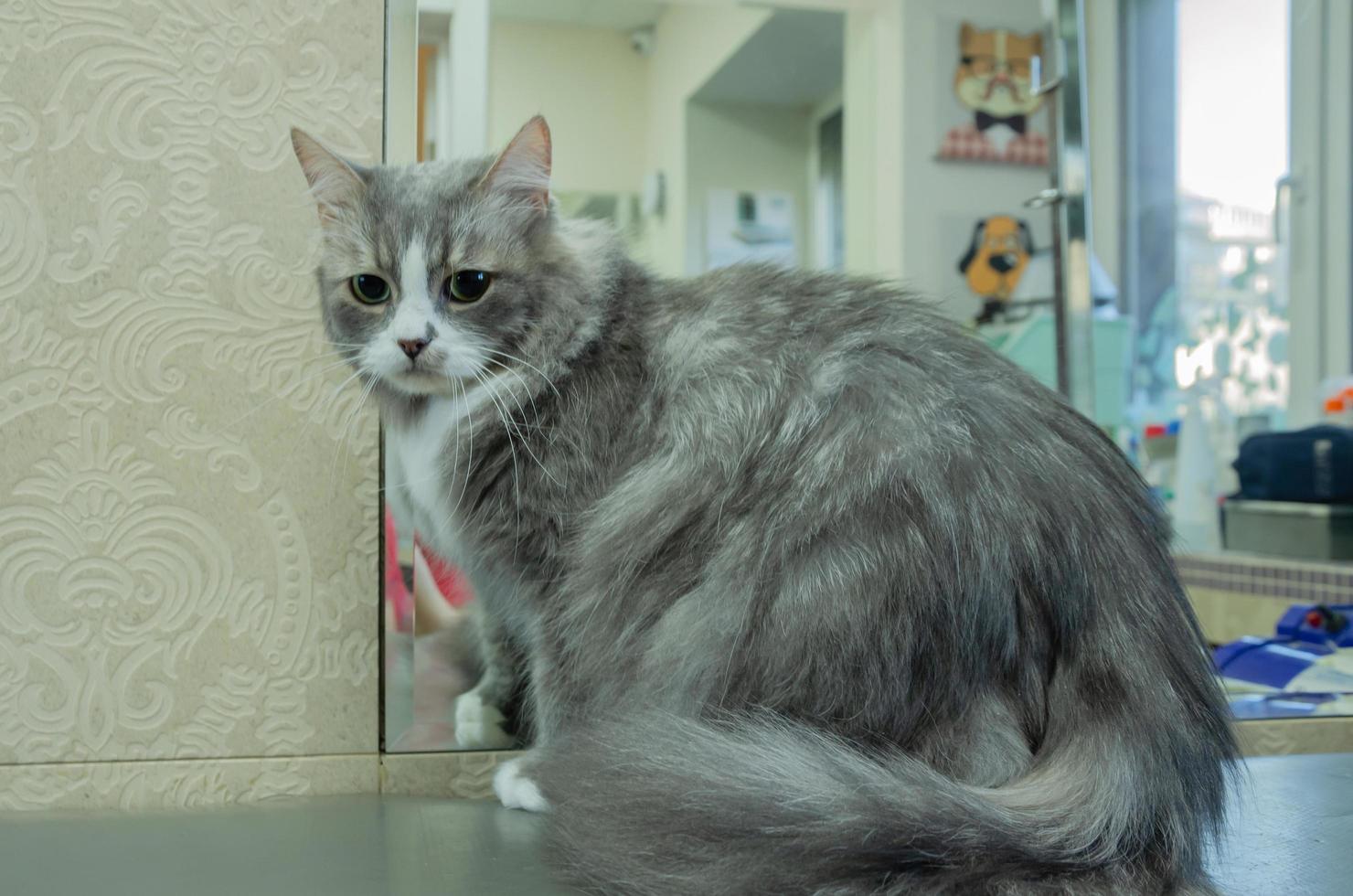 gato en la mesa del peluquero después de peinarse foto