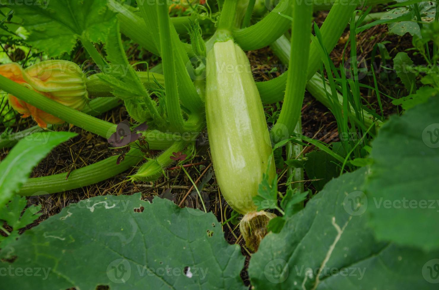 el calabacín crece en el jardín en la cama foto