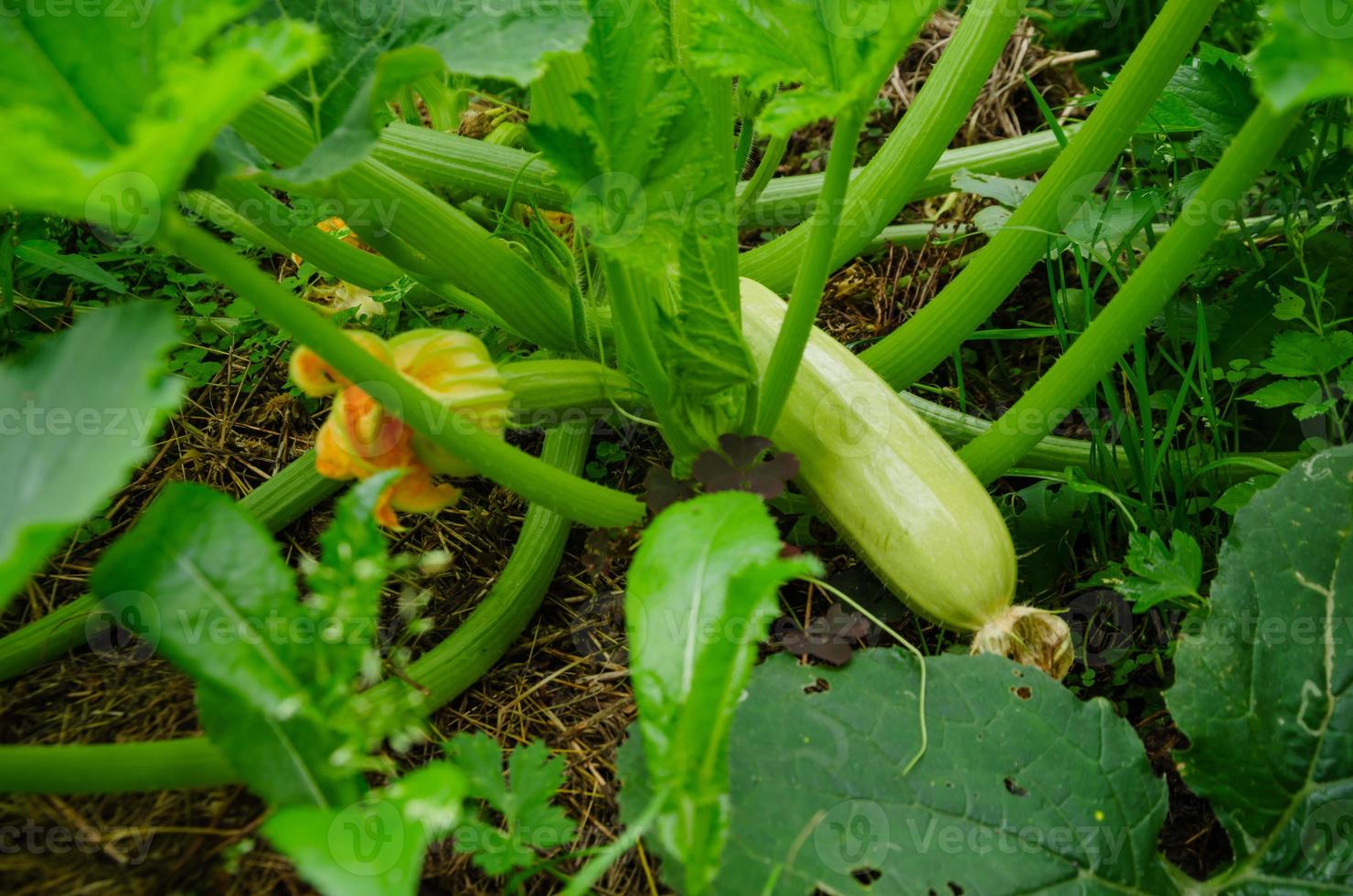 zucchini grows in the garden on the bed photo