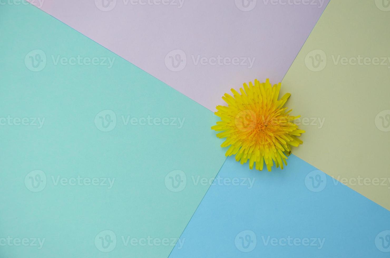 colored background with yellow flower photo