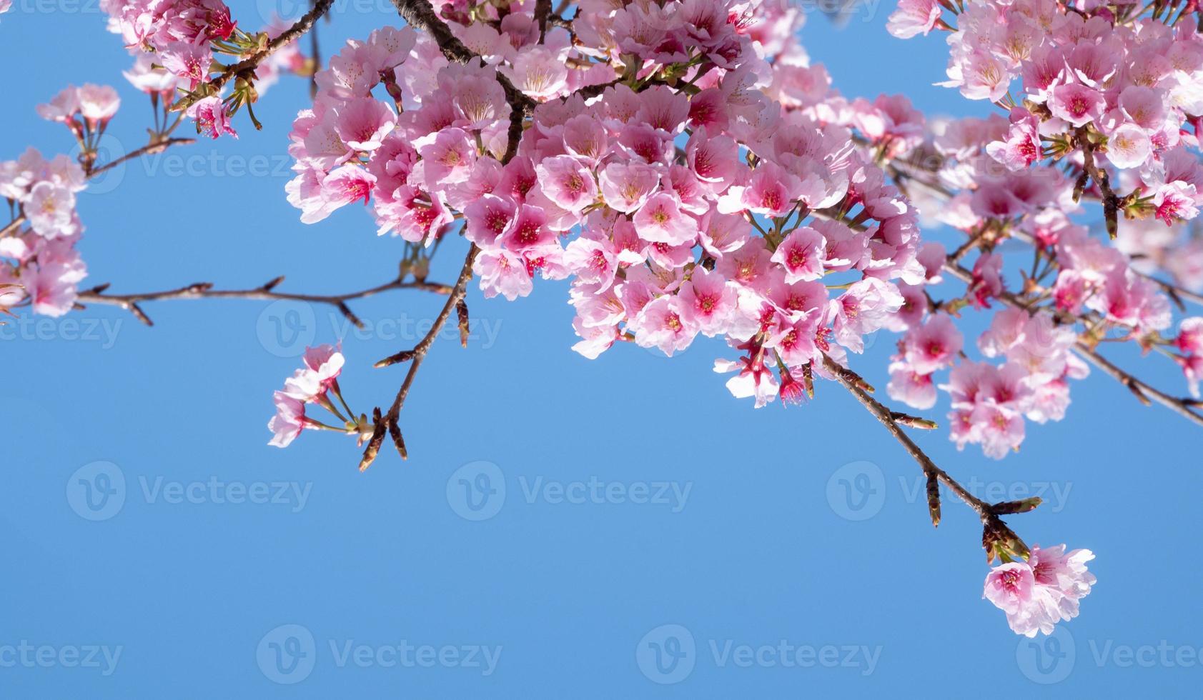 flores de cerezo rosa sakura con refrescante en la mañana sobre fondo de cielo azul en japón foto