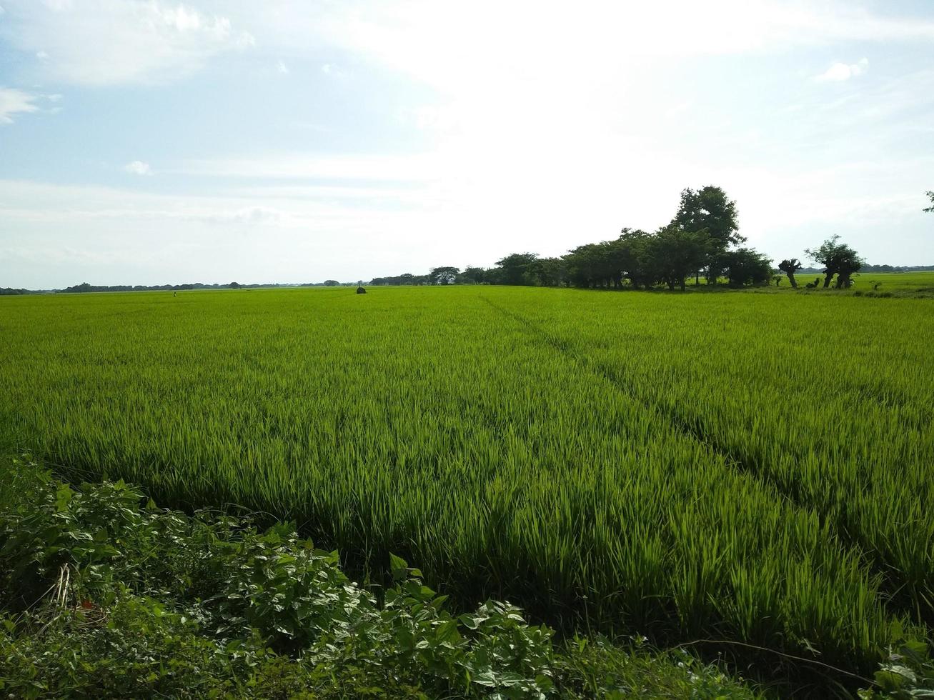 Sunny Green Ricefield view photo