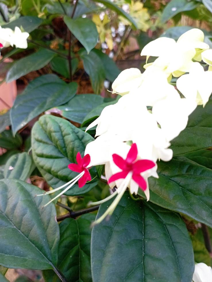 Clerodendrums White Flower photo
