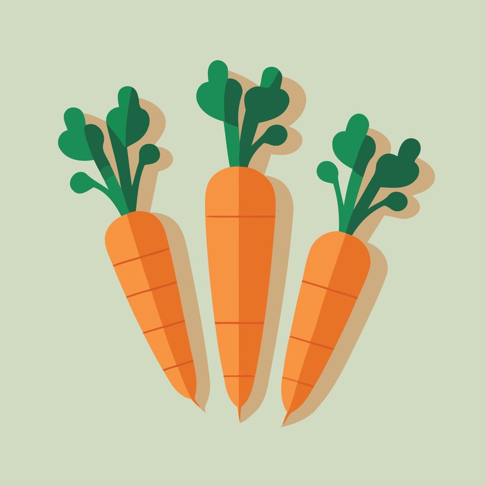 root vegetable carrots orange color vector