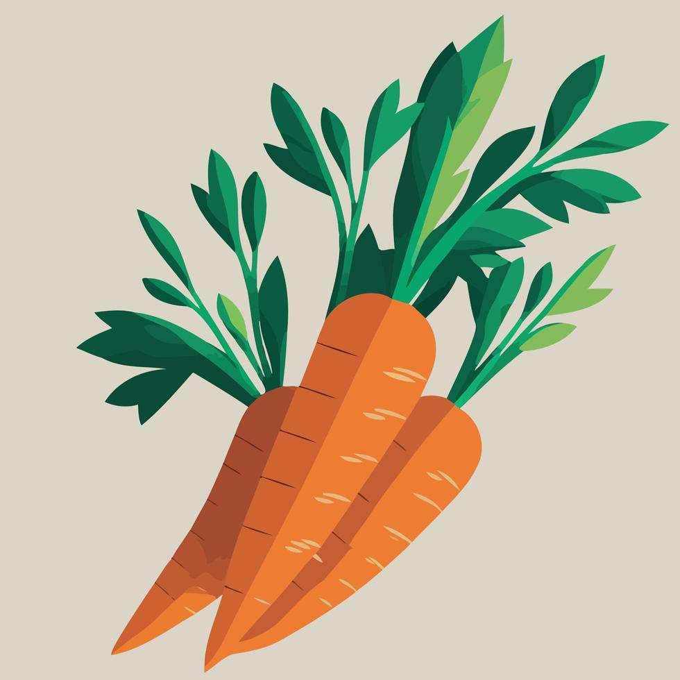 root vegetable carrots orange color vector