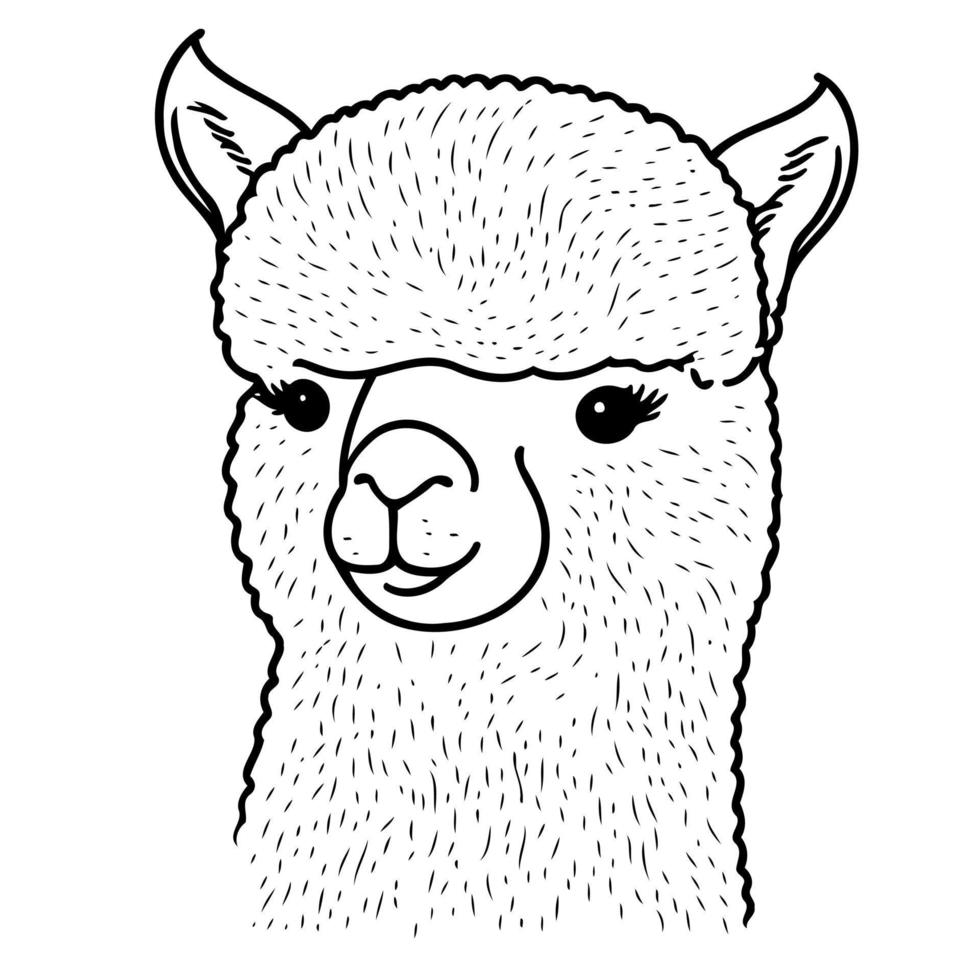 camelid animal head called alpaca vector