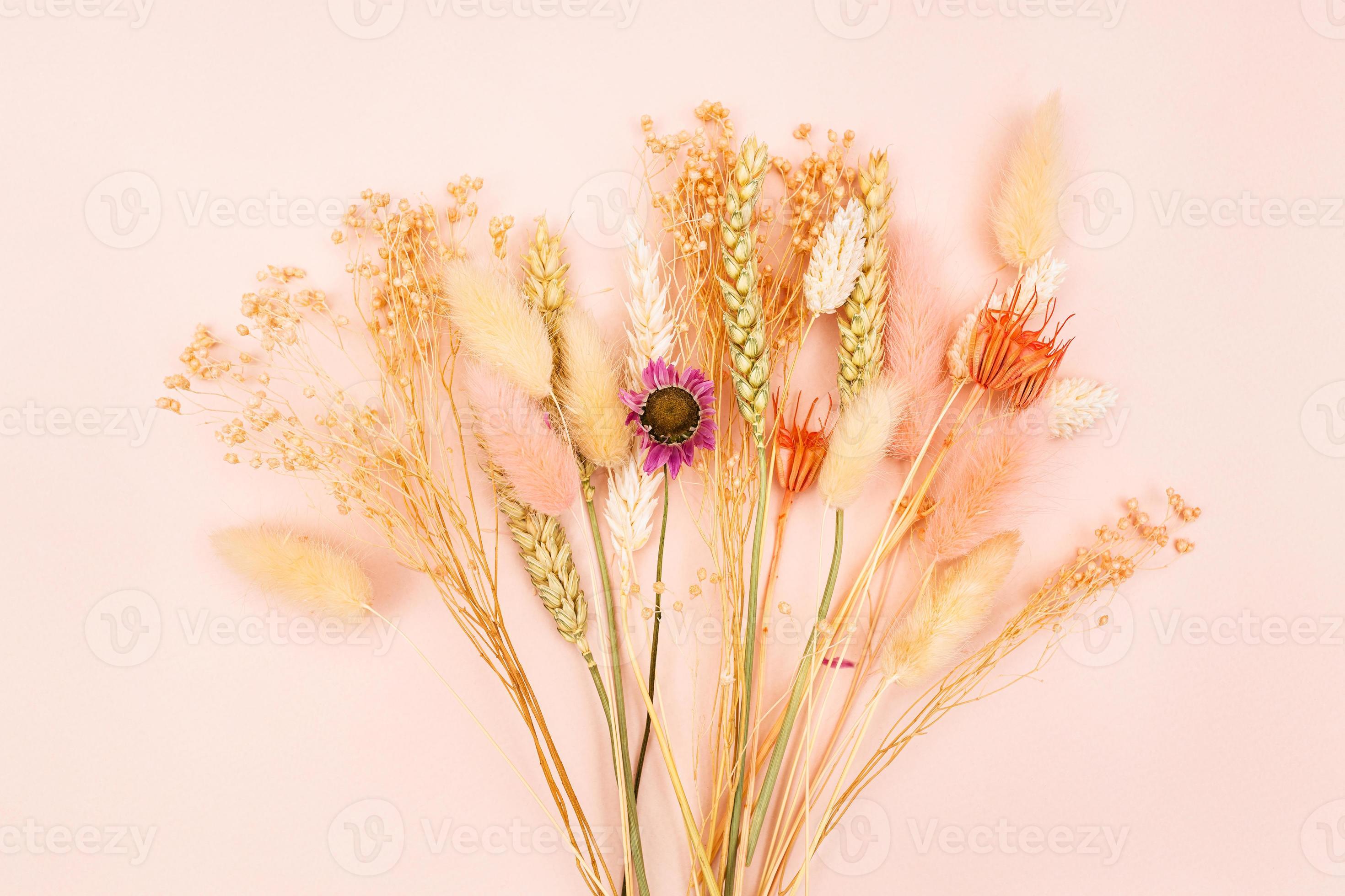 dried plants on pink pastel background close up 18793678 Stock