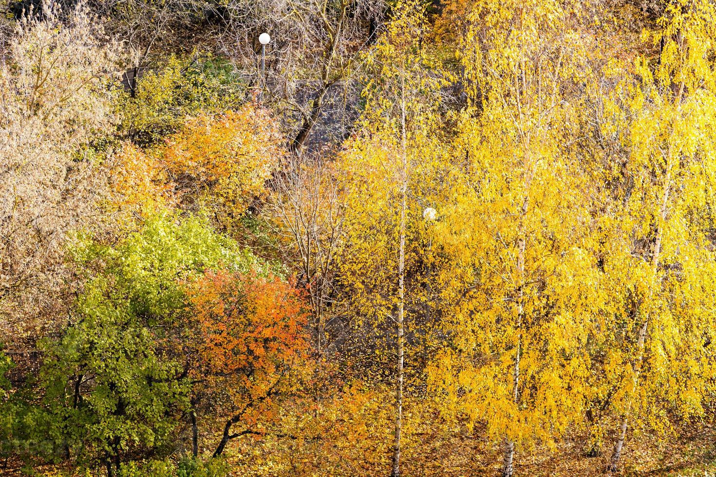 vista anterior de árboles coloridos en el parque en otoño foto