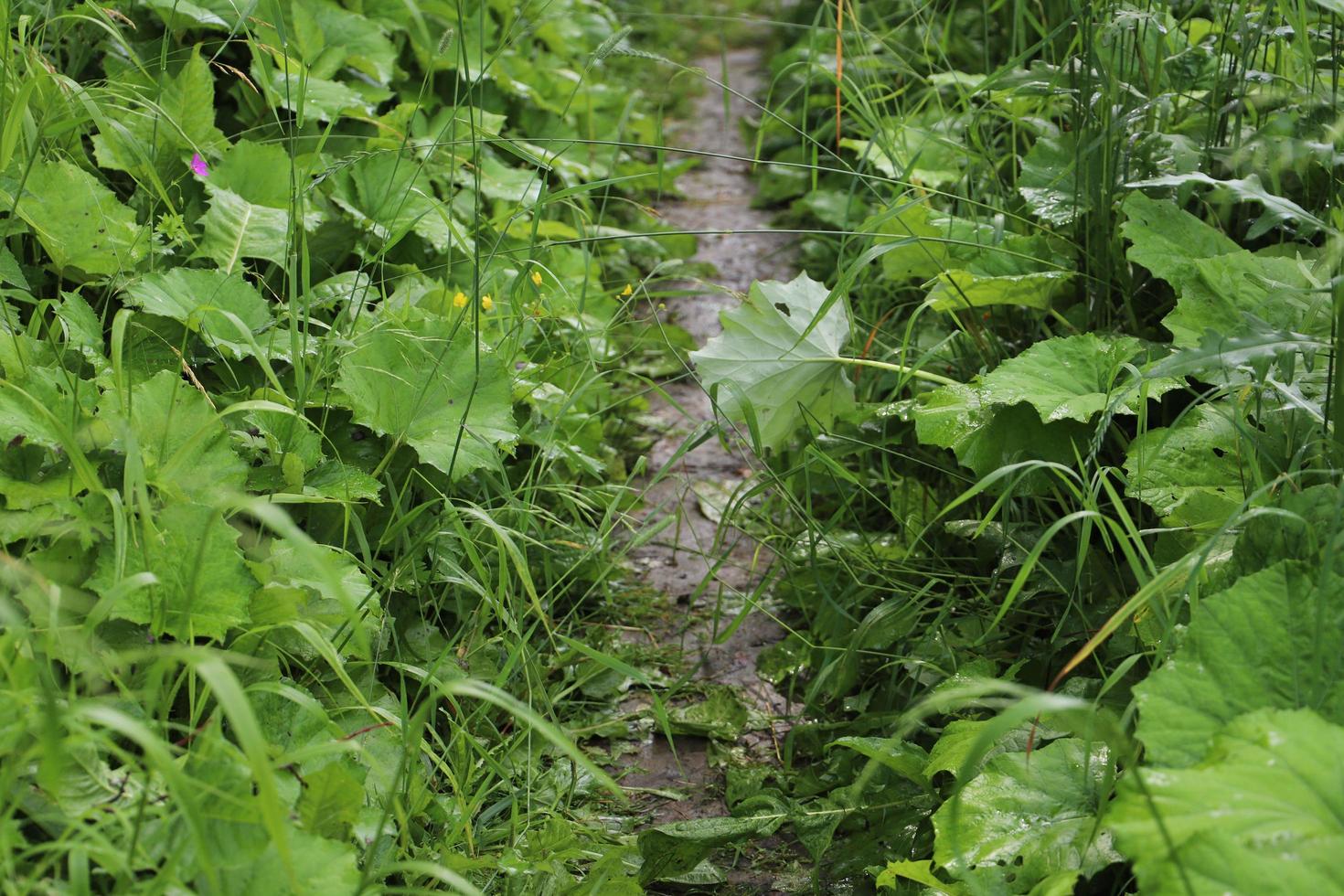 Summer day.Forest path covered with bright green grass after rain. photo