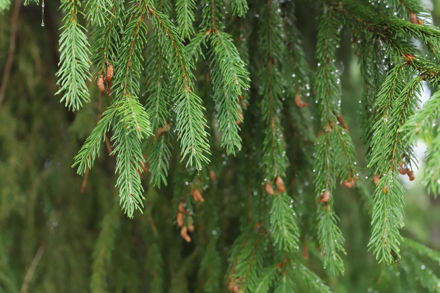 Bright green spruce branches with small cones covered with raindrops in the summer forest. Green pattern.Macro.Unfocused. photo