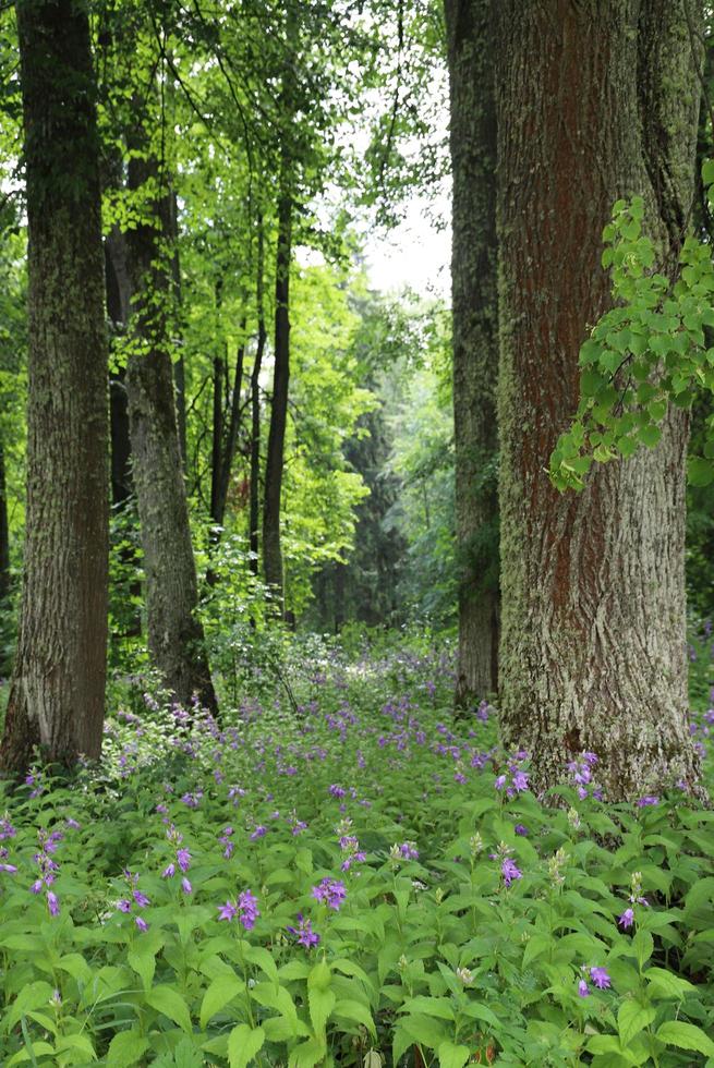 un claro del bosque cubierto de flores de color púrpura en un día de verano. desenfocado. foto