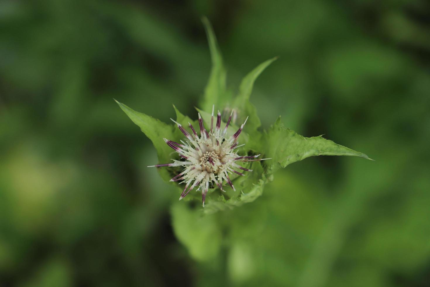 Single thistle blooming in a summer meadow. Green pattern. Macro. Unfocused. photo