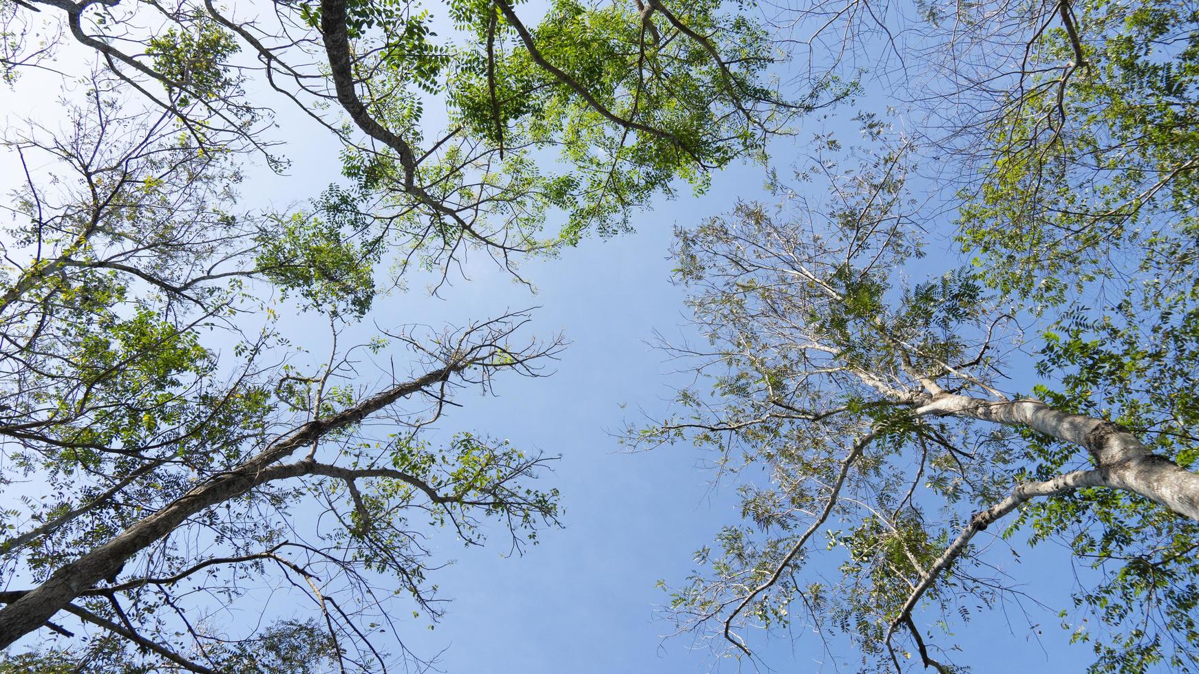View under trees branches and leaves from tall trees. Under the blue sky. photo