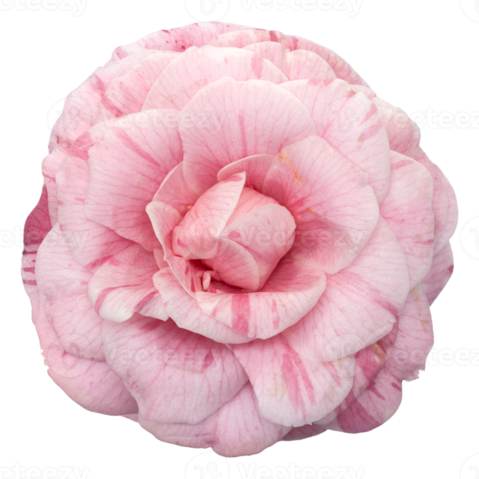 Free flor de camelia rosa aislada 18794458 PNG with Transparent Background