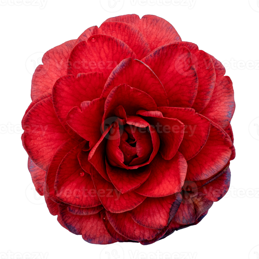 Red camellia flower isolated png