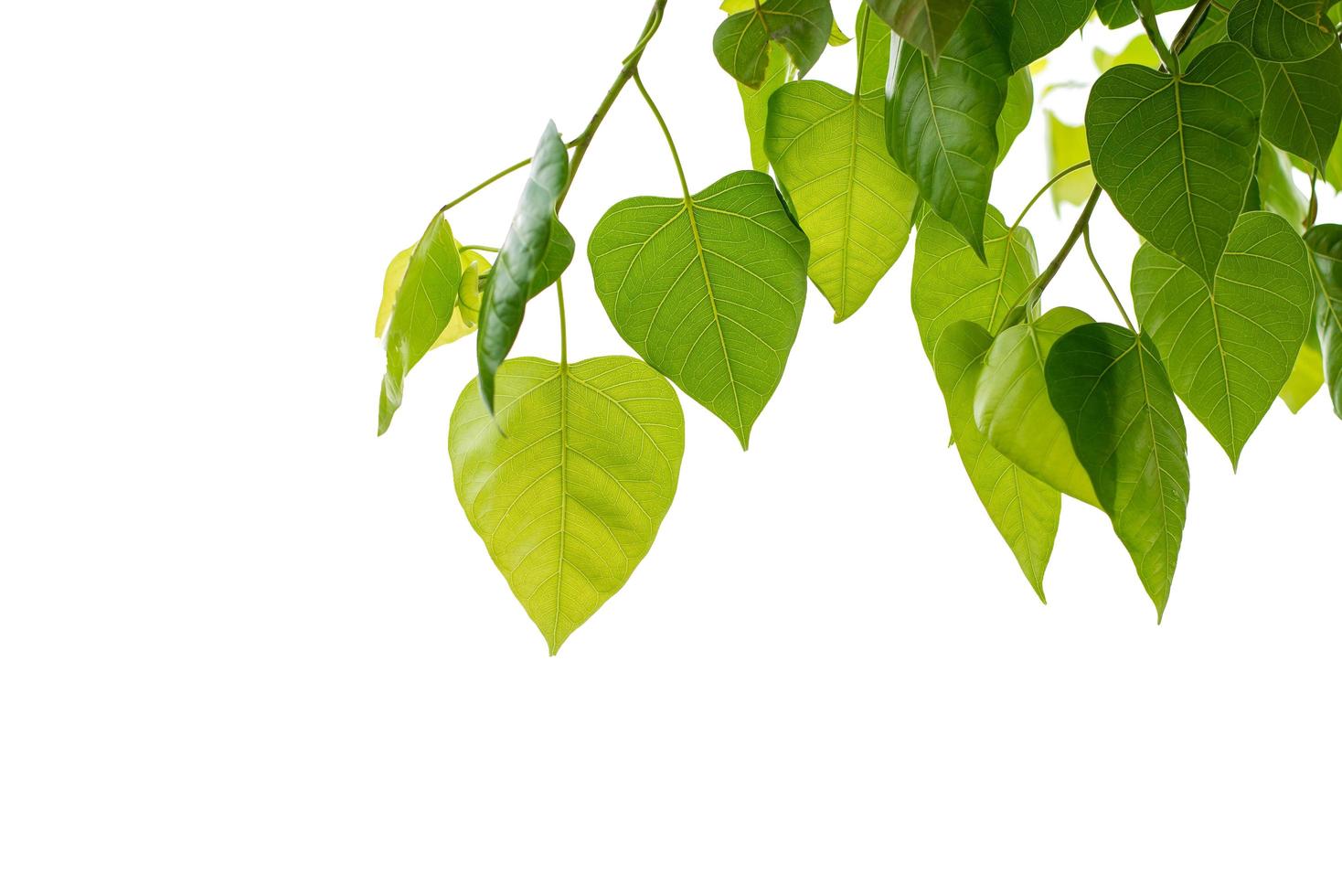 hojas del árbol bodhi sobre fondo blanco foto