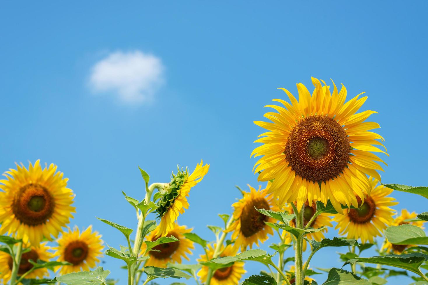 girasol amarillo gigante en plena floración y cielo azul foto